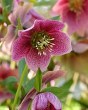 Helleborus Orientalis Montsegur